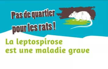 Visuel Leptospirose à La Réunion