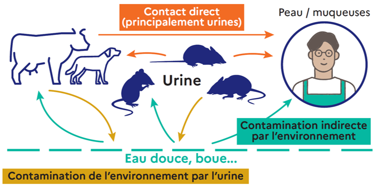 Leptospirose contamination