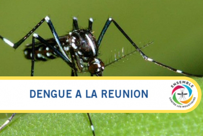  visuel Dengue à la Réunion 2B