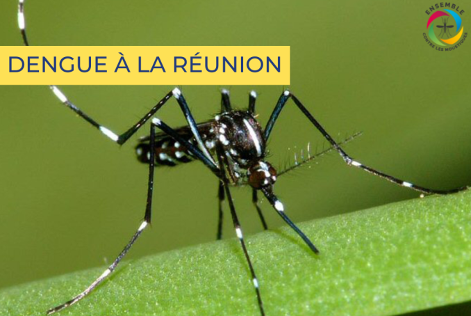 Dengue à la réunion