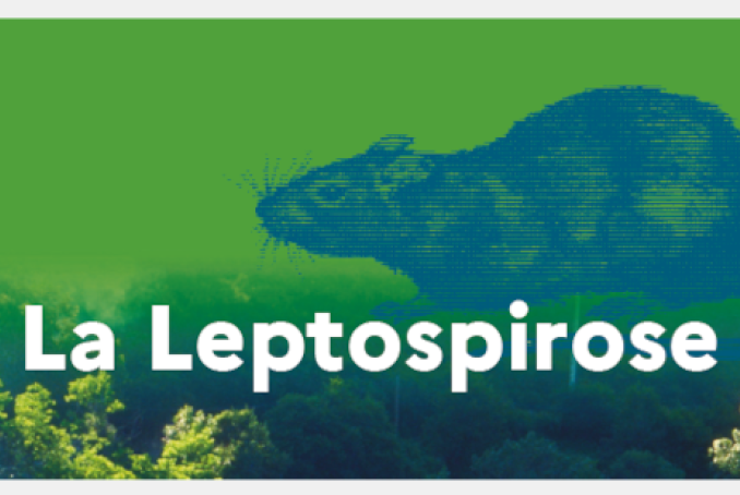 La leptospirose