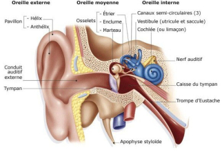 Mécanisme de l’audition 