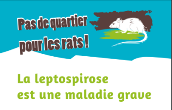visuel leptospirose