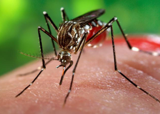 Moustiques & maladies à Mayotte