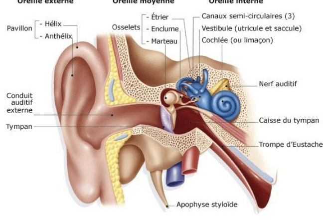 Mécanisme de l’audition 