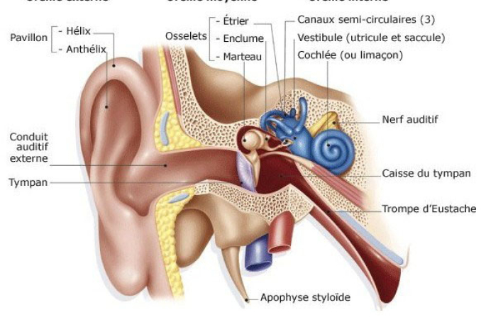Mécanisme de l’audition 