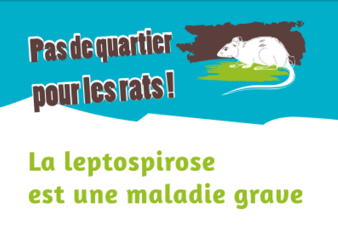 visuel leptospirose
