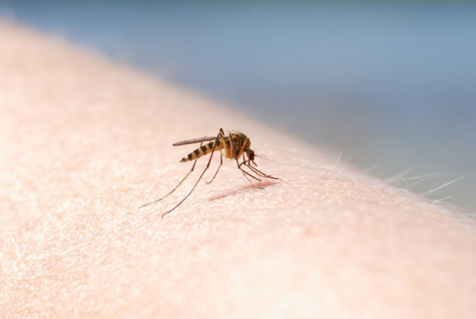 Un moustique sur la peau d'une personne