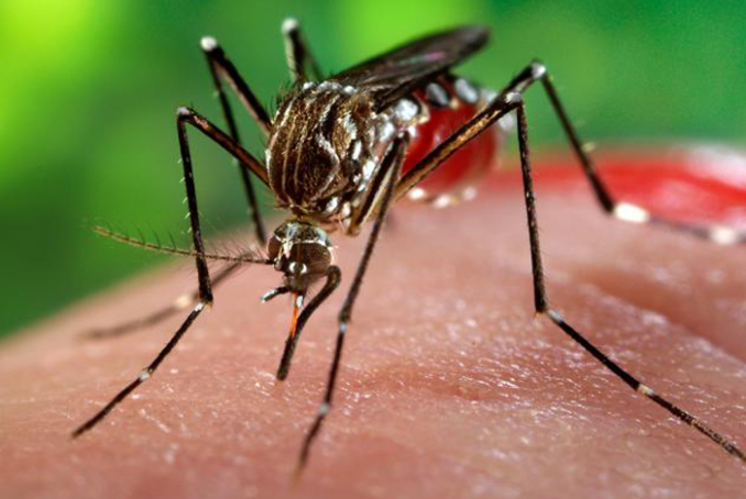 Moustiques & maladies à Mayotte