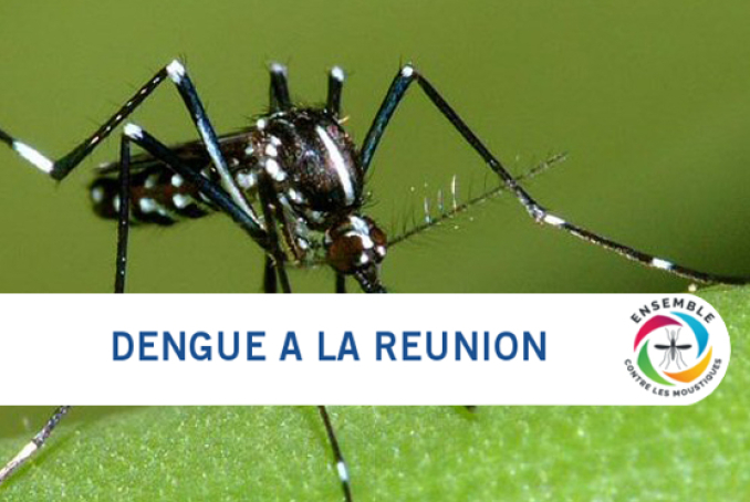 visuel_moustique CP DENGUE_Réunion