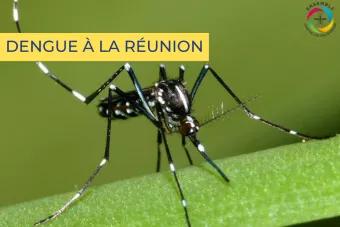 Dengue à la réunion