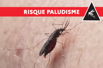 Paludisme moustiquaire