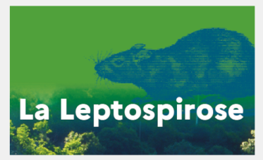 La leptospirose