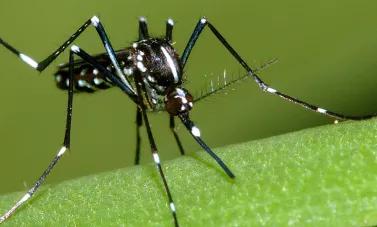 Moustiques du genre Aedes