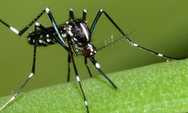 Moustiques du genre Aedes