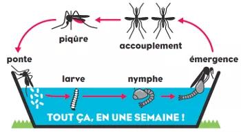 Visuel Pourquoi et comment lutter contre les moustiques