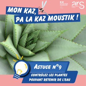 Astuce n°9 : Contrôlez les plantes pouvant retenir l’eau