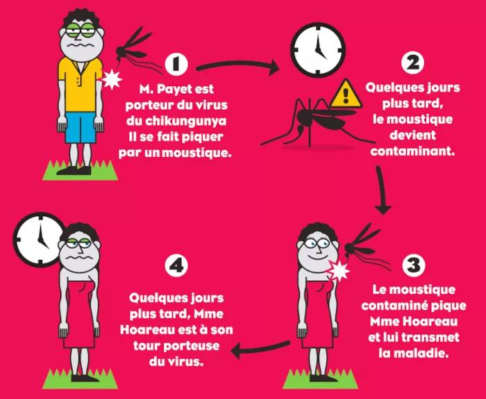 M. Payet est porteur du virus du chikungunya. Il se fait piquer par un moustique.  Quelques jours plus tard, le moustique devient contaminant.  Le moustique contaminé pique Mme Hoareau et lui transmet la maladie.  Quelques jours plus tard, Mme Hoareau est à son tour porteuse du virus.