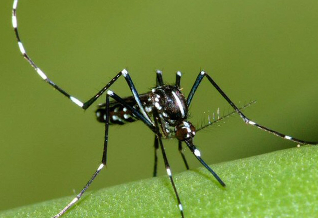 visuel Moustiques & maladies à La Réunion et à Mayotte