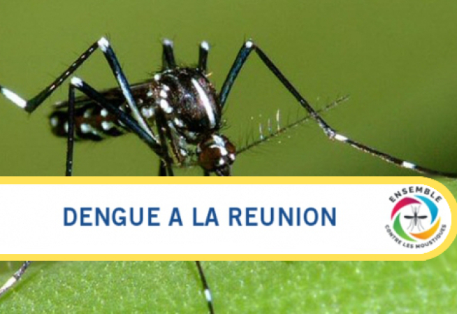  visuel Dengue à la Réunion 2B