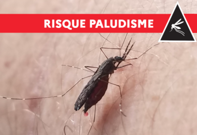 Paludisme moustiquaire