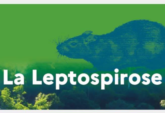 La leptospirose