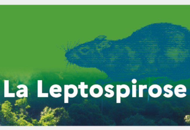 La leptospirose