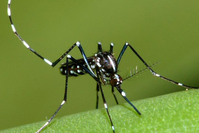 visuel Moustiques & maladies à La Réunion et à Mayotte